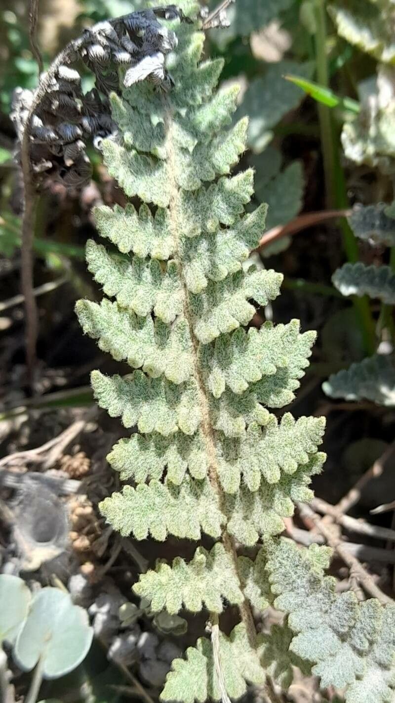 Cheilanthes buchtienii leaf