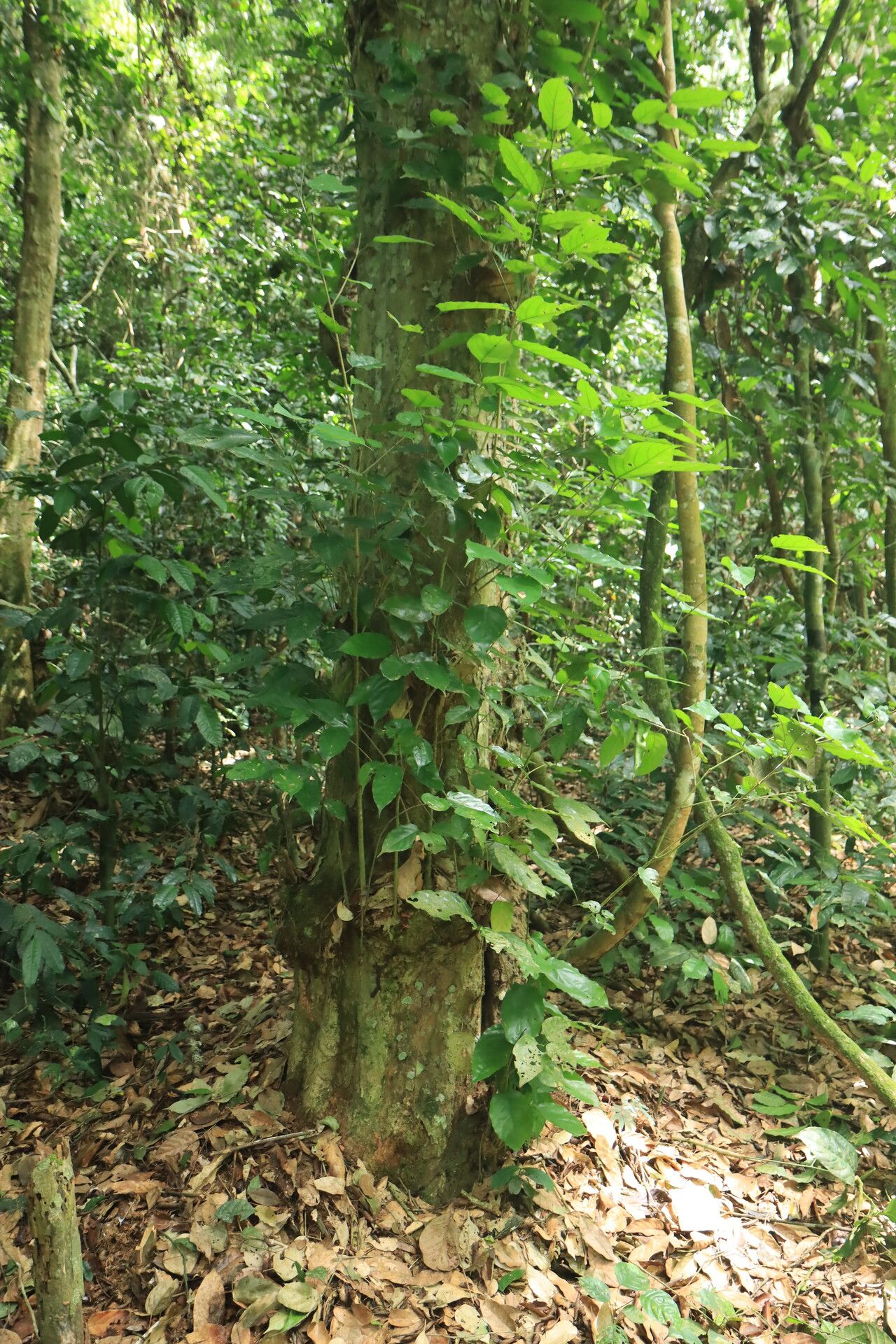 Baphia leptobotrys habit