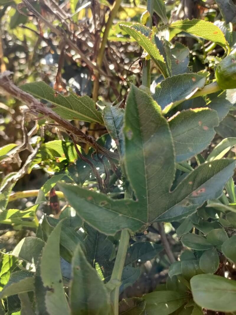 Passiflora mixta — search result for 'Ecuador'