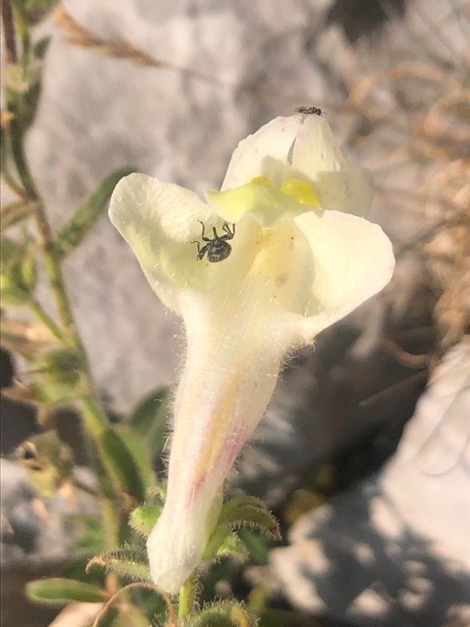 Antirrhinum braun-blanquetii flower