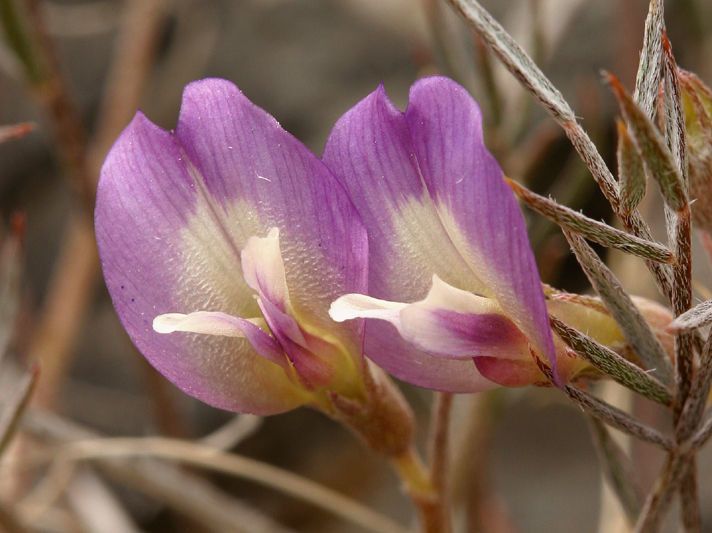 Astragalus panamintensis flower
