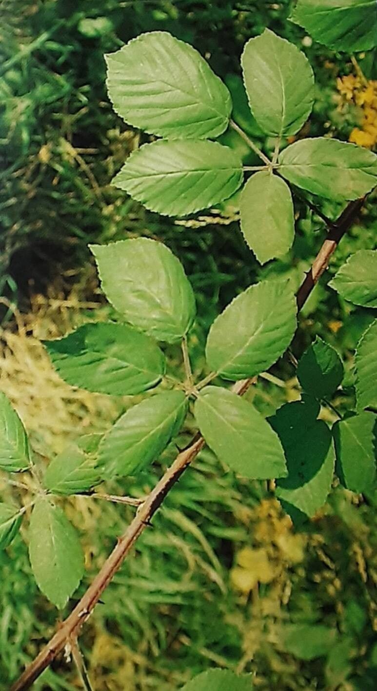 Rubus flaccidus — houseplant care guide