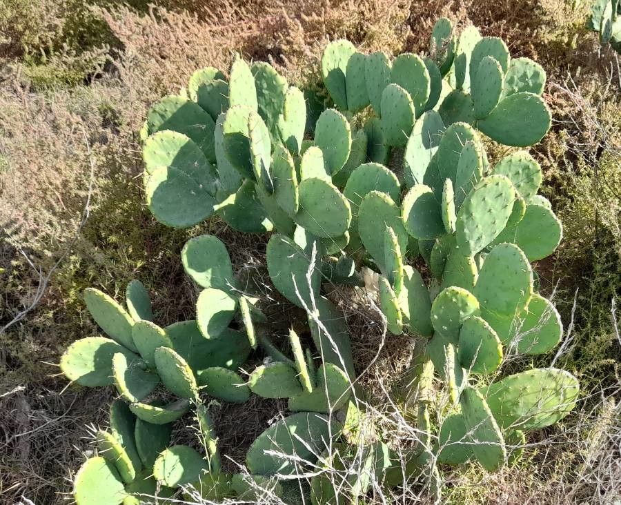 Opuntia megapotamica — search result for 'Opuntia'