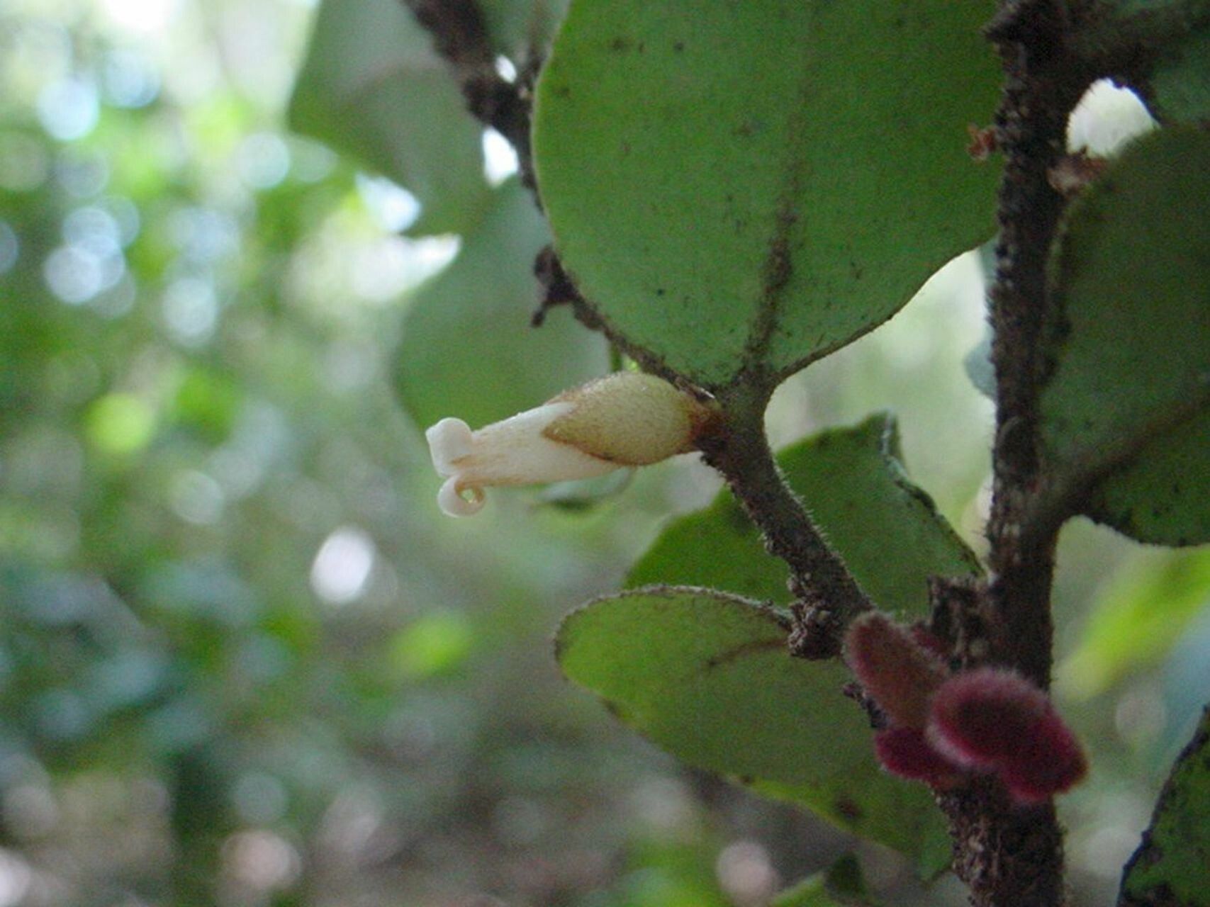 Diospyros perplexa — houseplant care guide