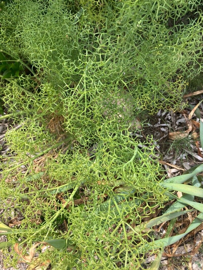 Ferula arrigonii — related species from the same genus