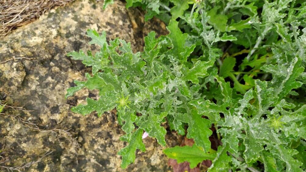 Arctotis venusta leaf