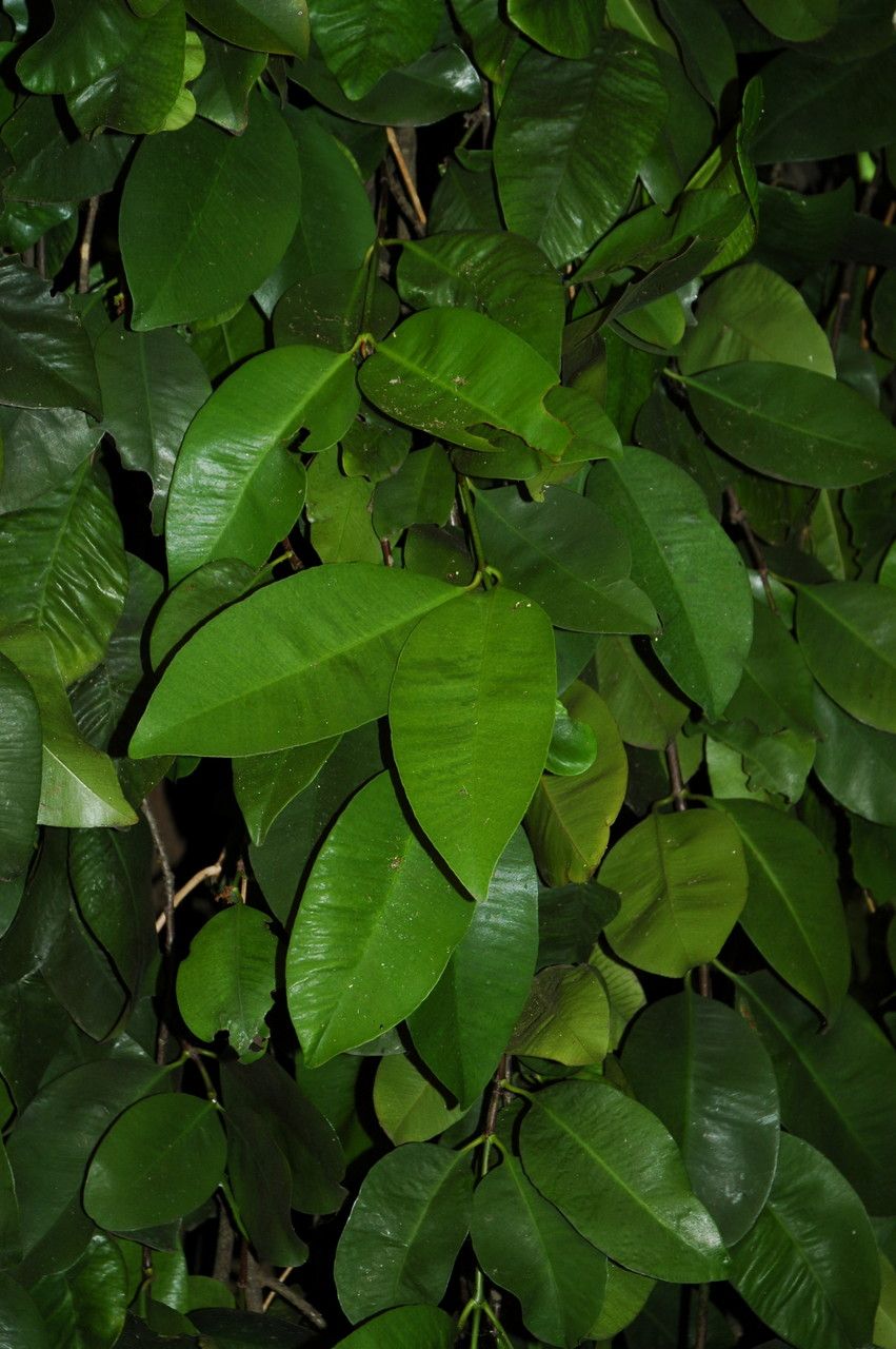 Garcinia cymosa — houseplant care guide