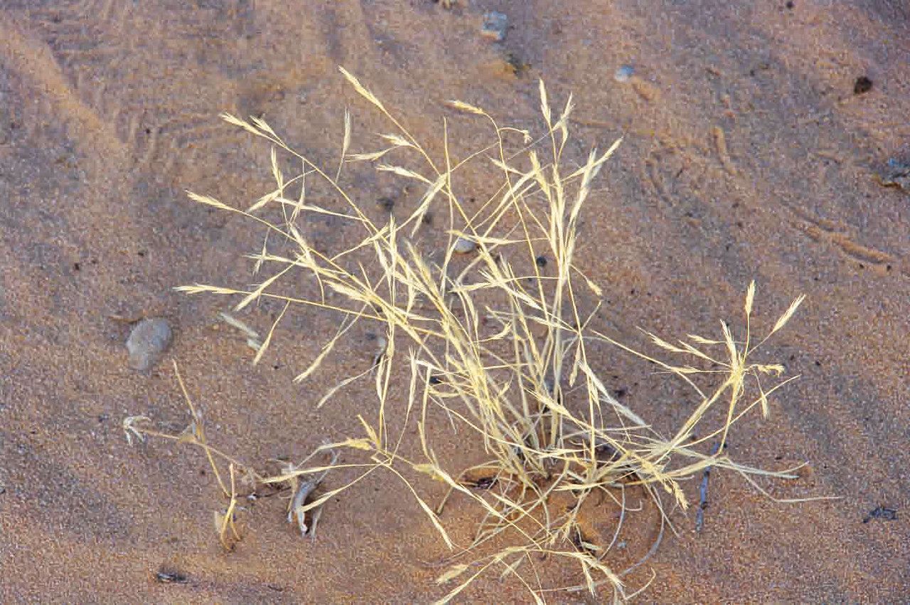 Aristida mutabilis leaf