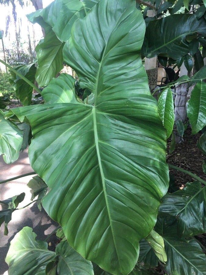 Philodendron barrosoanum — search result for 'Philodendron'