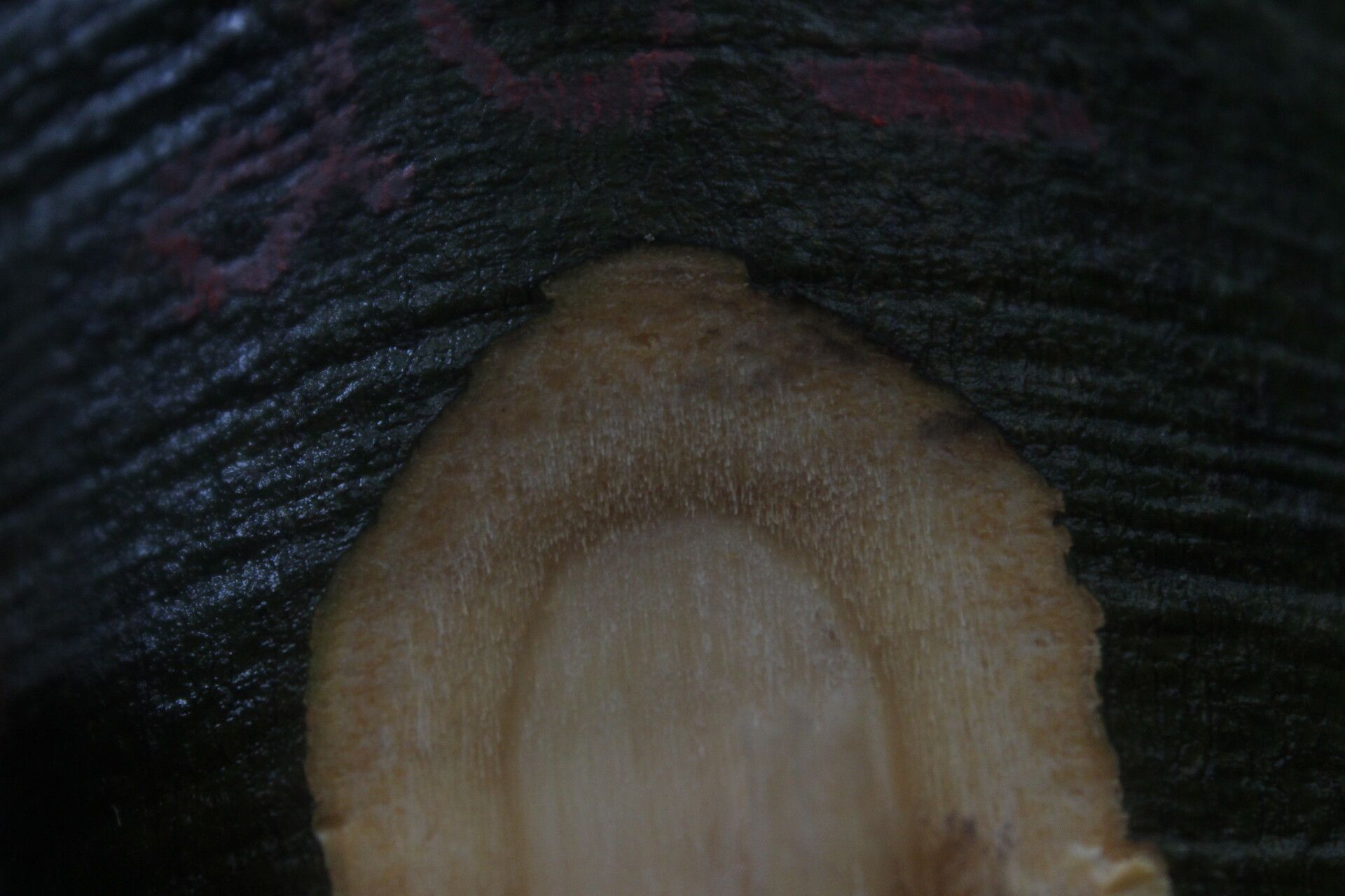 Drypetes moliwensis bark