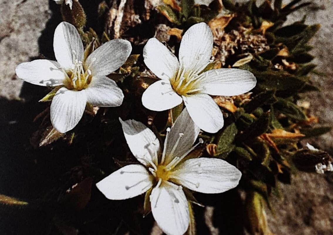 Mcneillia pseudosaxifraga — related species from the same genus