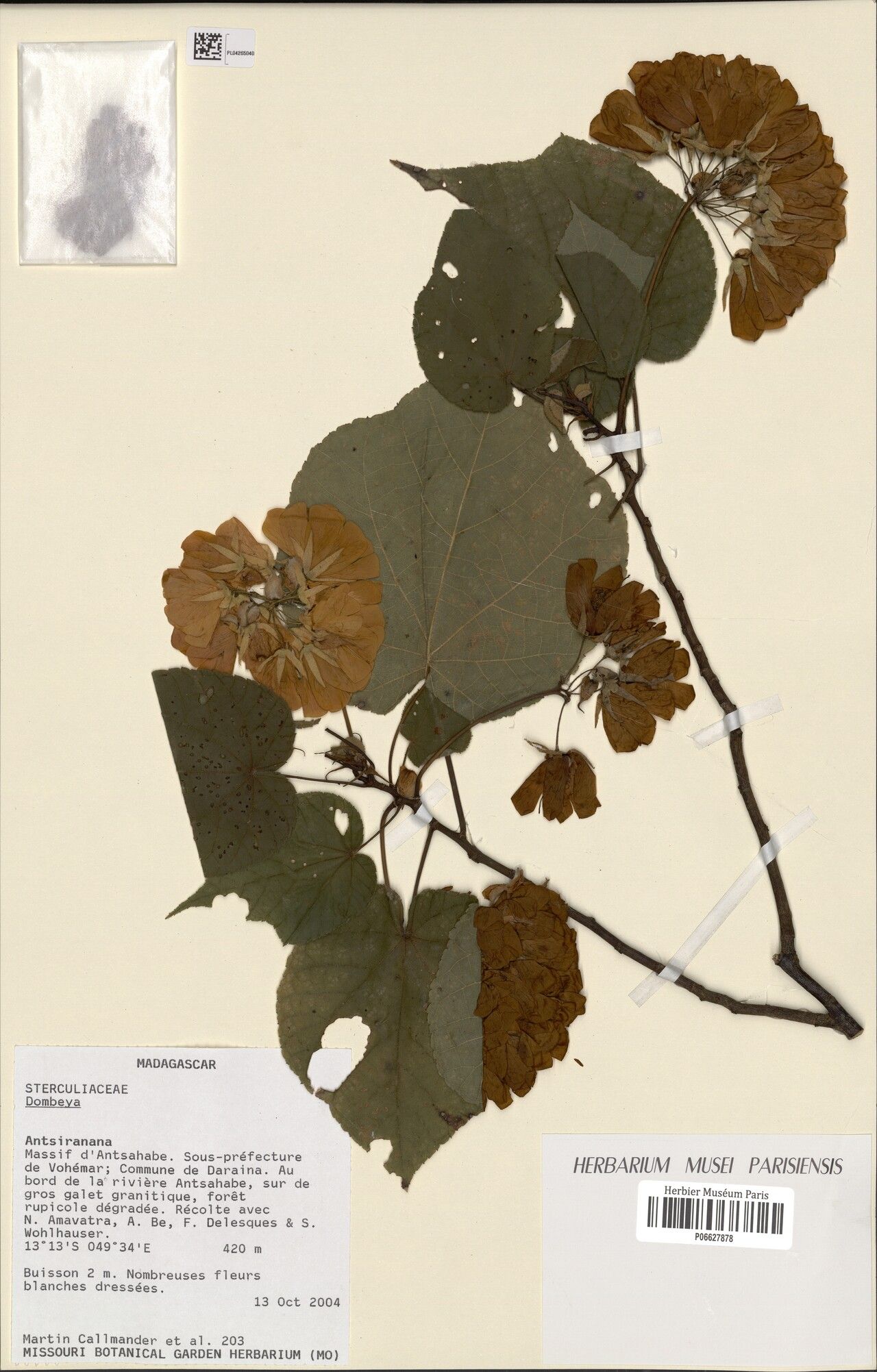 Dombeya ianthotricha — houseplant care guide