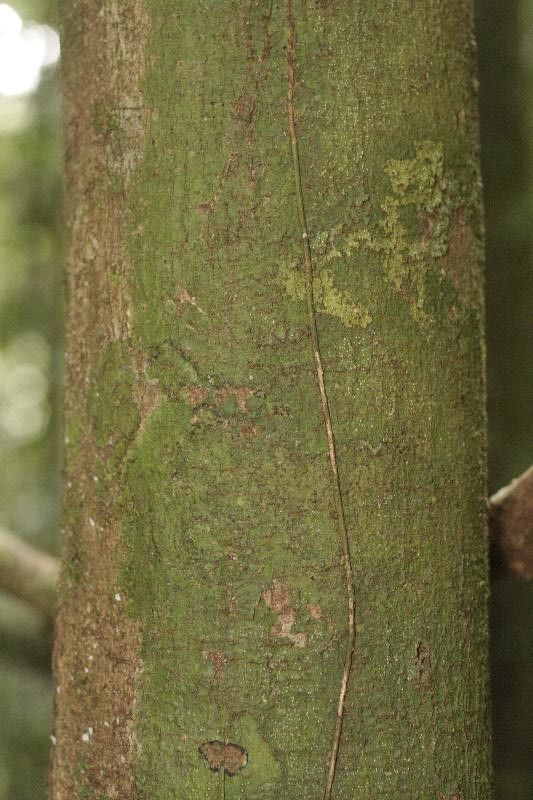 Eugenia pseudopsidium bark