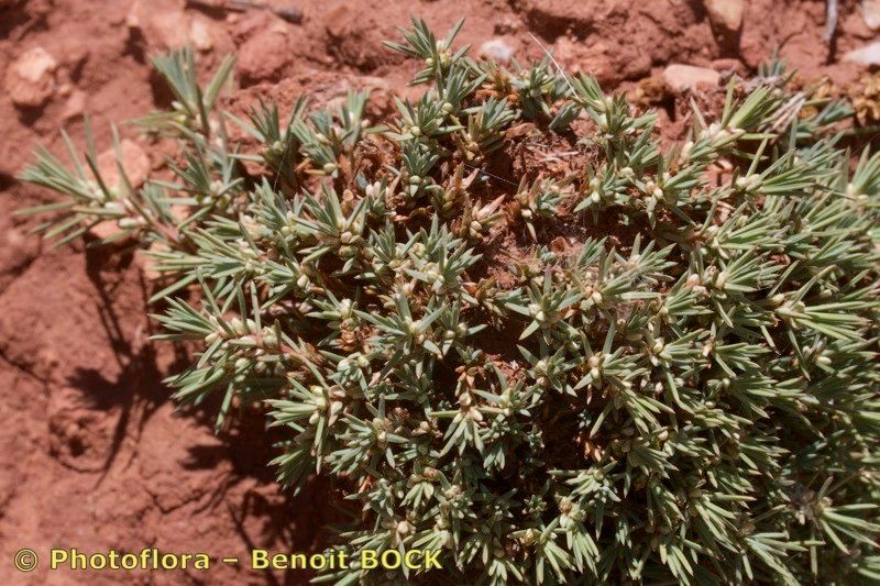Polycnemum fontanesii habit