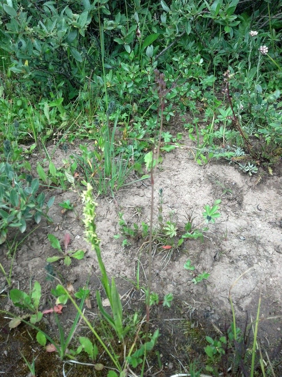 Oxypolis fendleri habit
