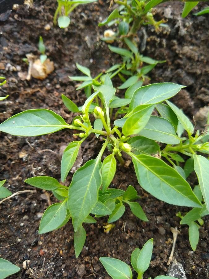 Pimenta adenoclada — related species from the same genus