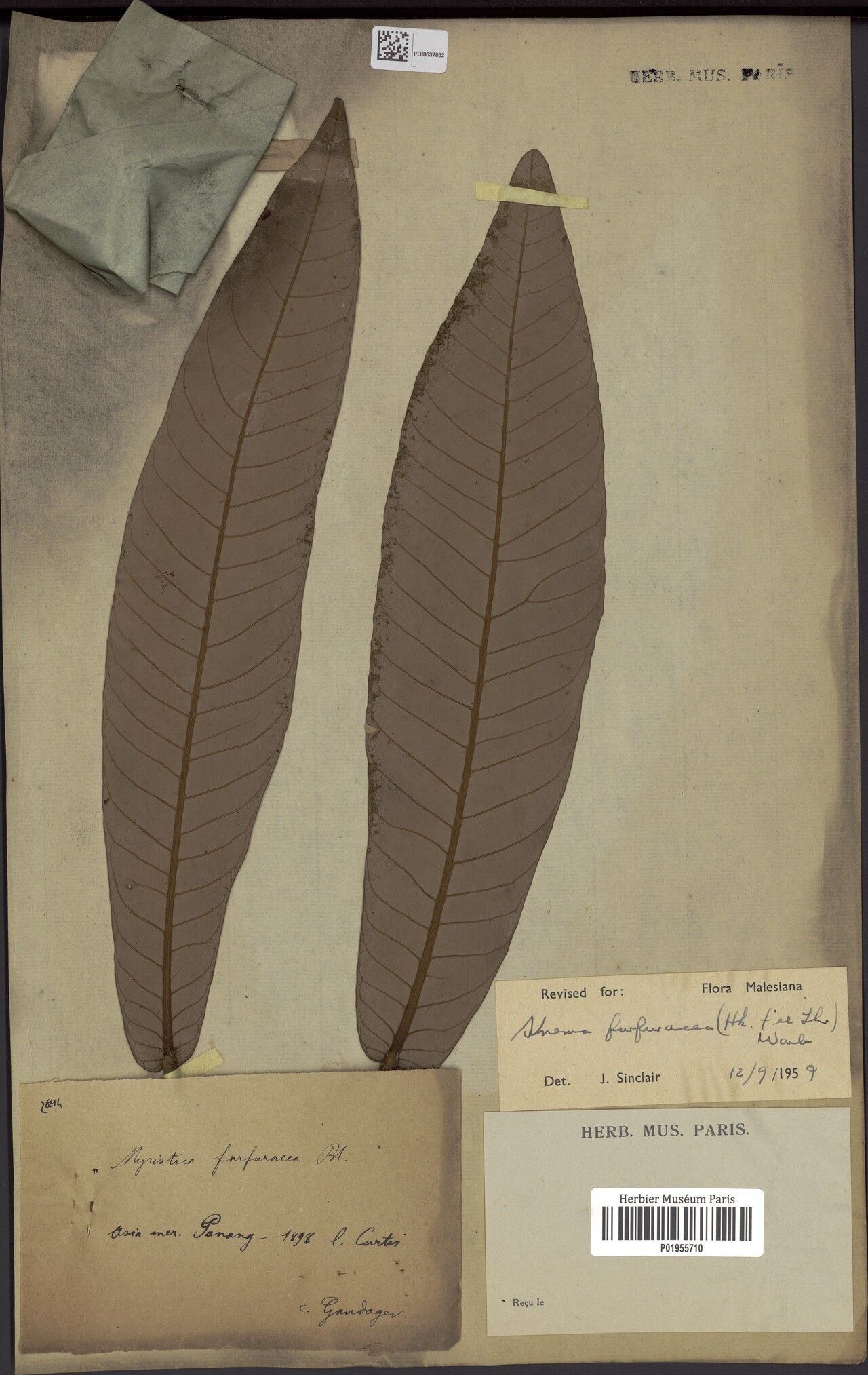 Knema furfuracea — related species from the same genus