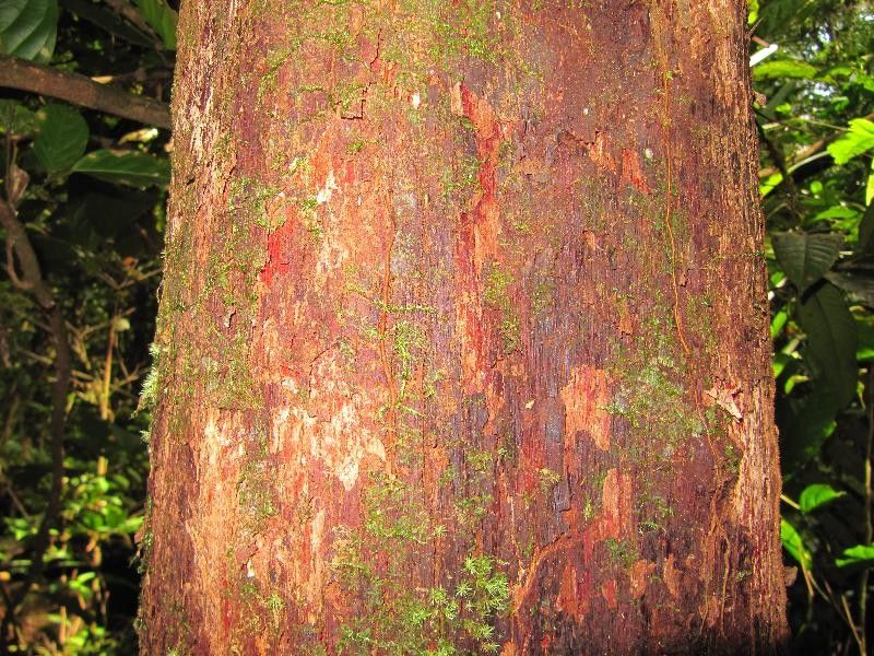 Pouteria rodriguesiana — search result for 'Suriname'