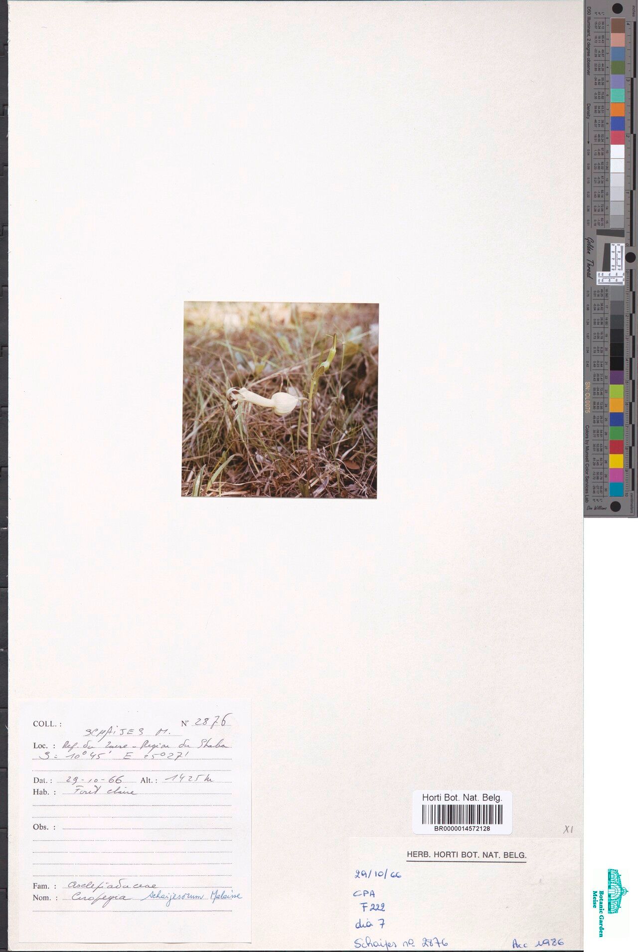 Ceropegia sankuruensis — search result for 'Ceropegia'