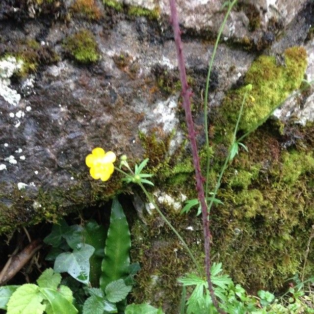 Ranunculus carinthiacus flower