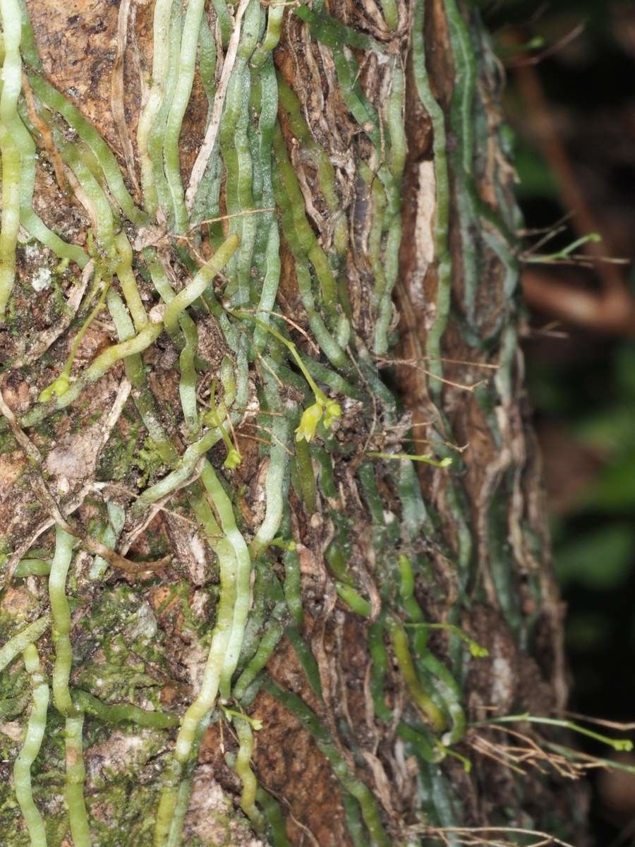 Taeniophyllum muelleri habit