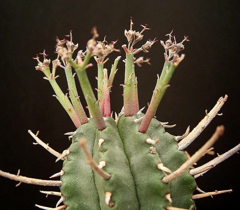 Euphorbia pillansii leaf
