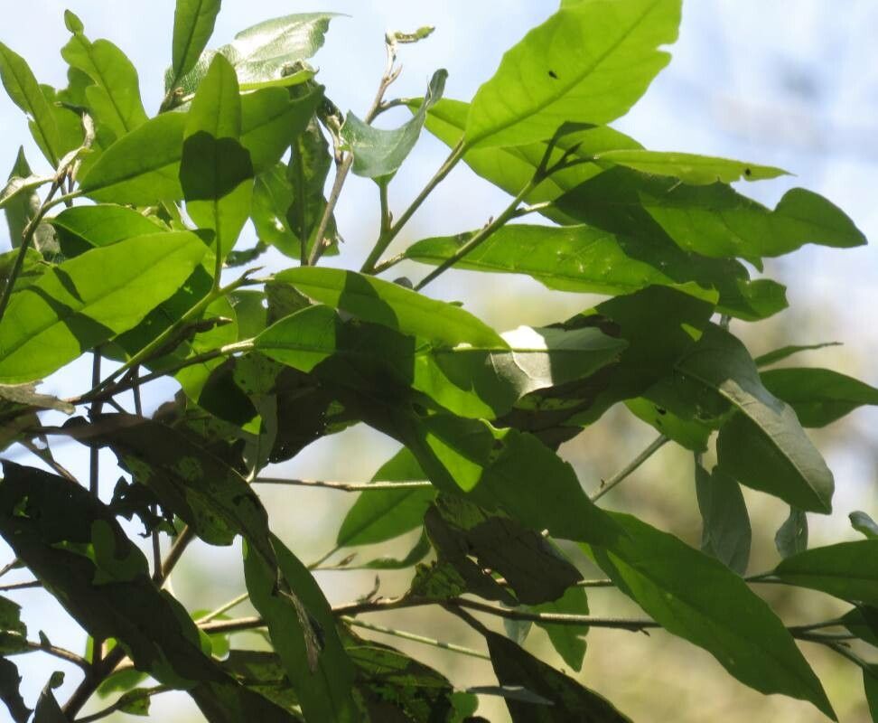 Cordia trichotoma — search result for 'Cordia'