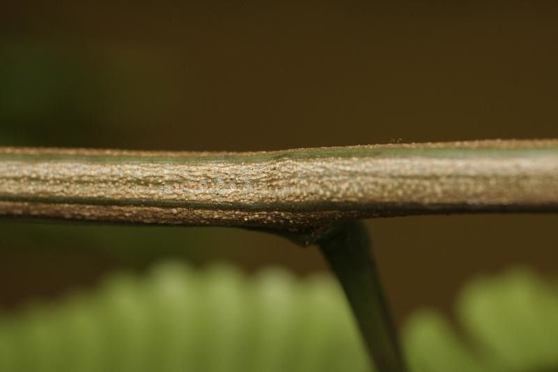 Pseudopiptadenia psilostachya other