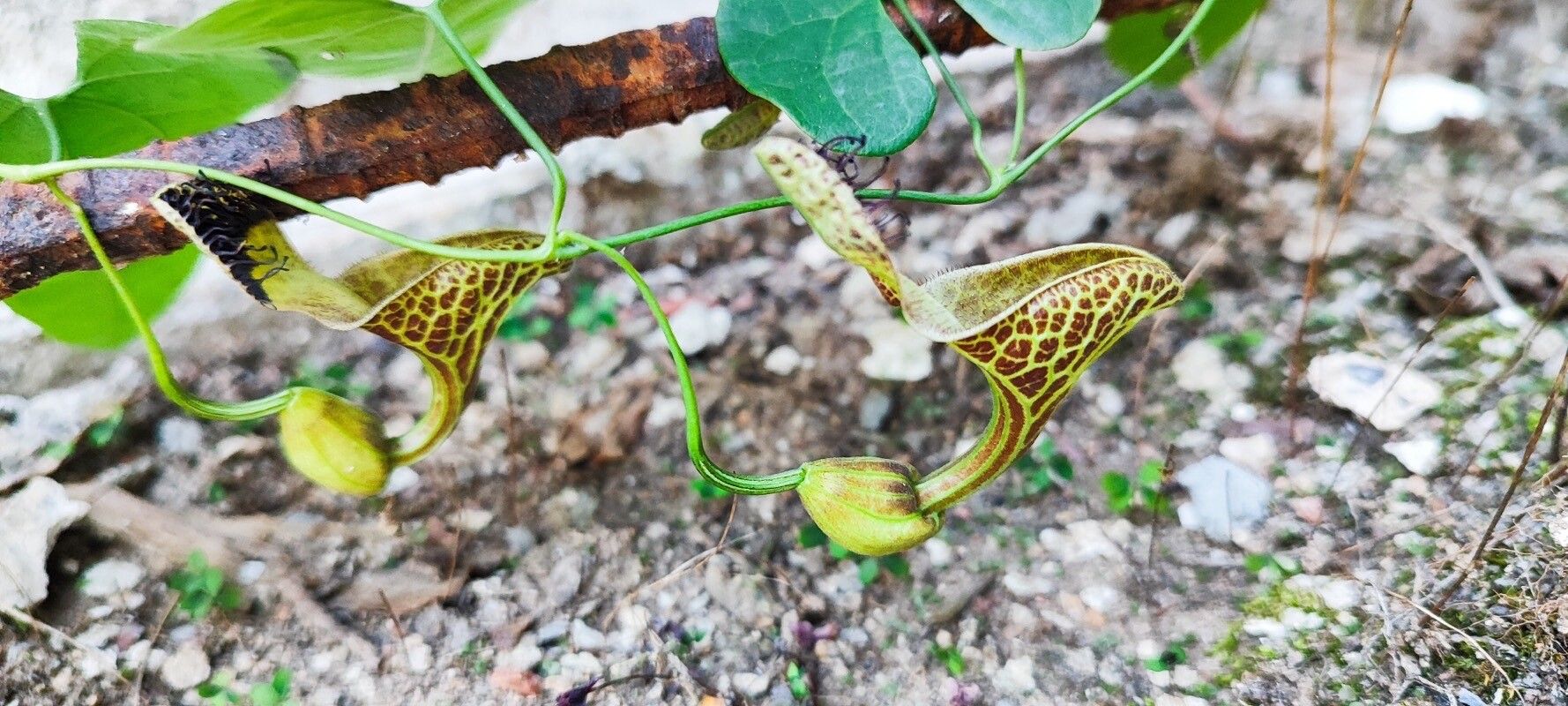Aristolochia surinamensis — search result for 'Aristolochia'