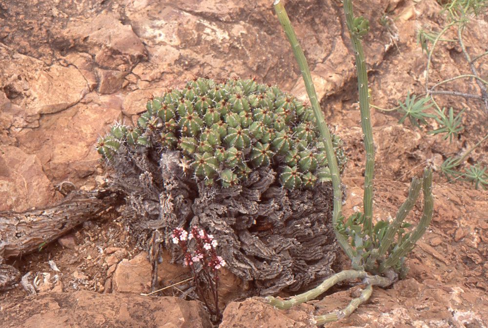 Striga gesnerioides habit