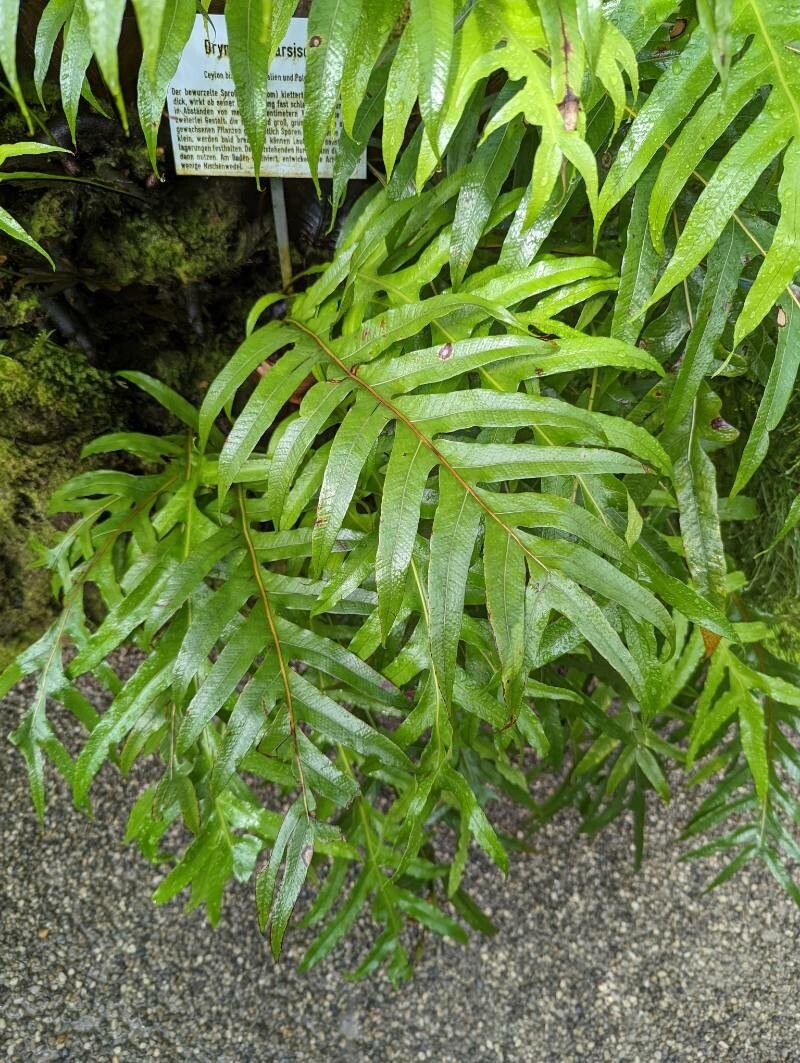 Drynaria sparsisora leaf