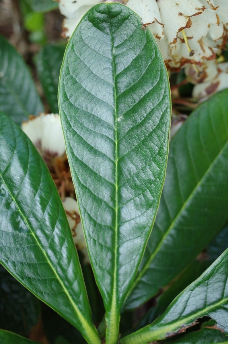 Rhododendron semnoides leaf