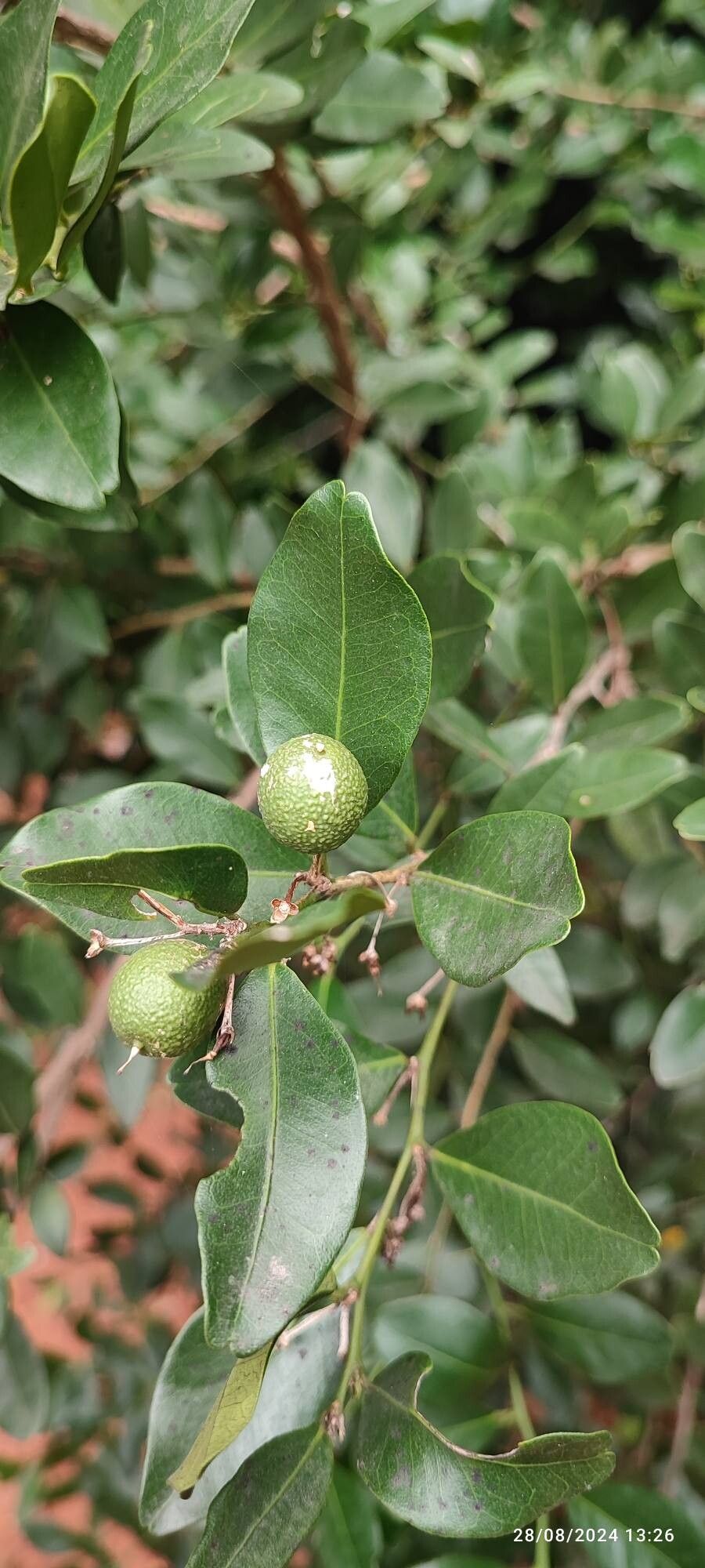 Atalantia monophylla fruit