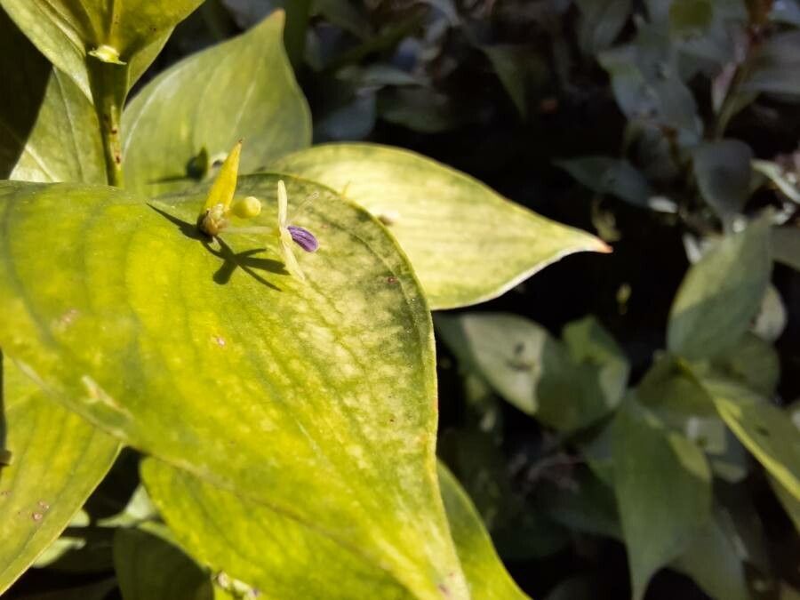 Ruscus hypophyllum flower