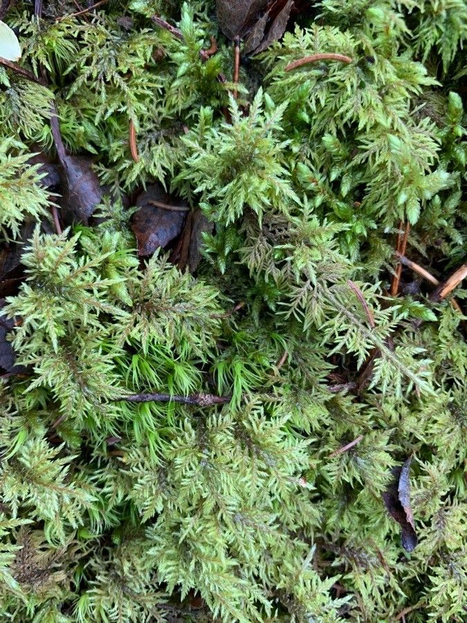 Aspidotis densa leaf