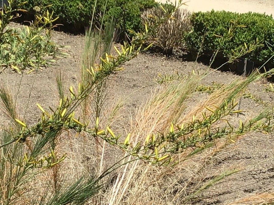 Asphodeline liburnica flower