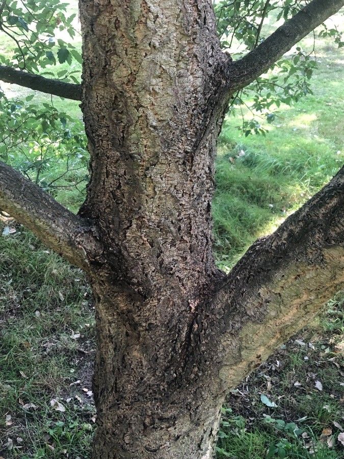 Quercus × hispanica bark