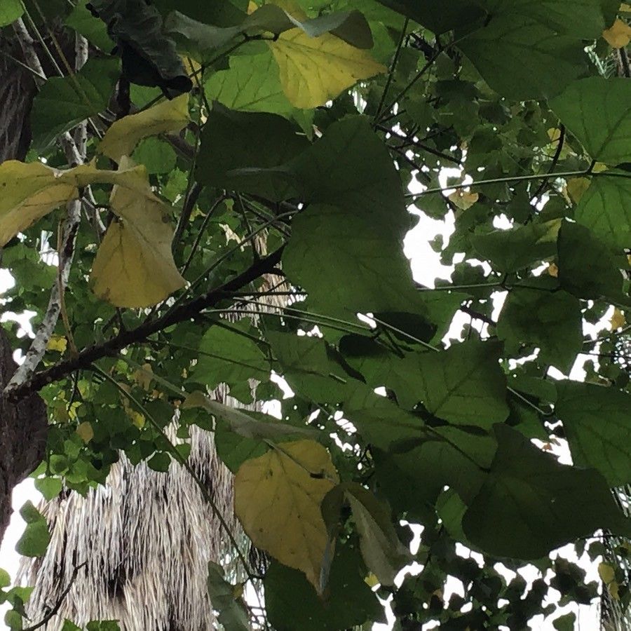 Erythrina caffra leaf
