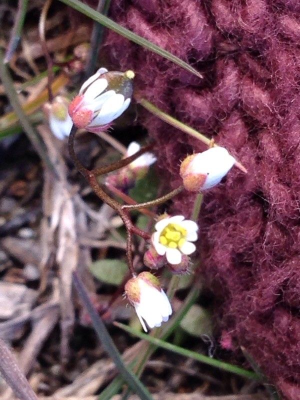 Erophila verna flower