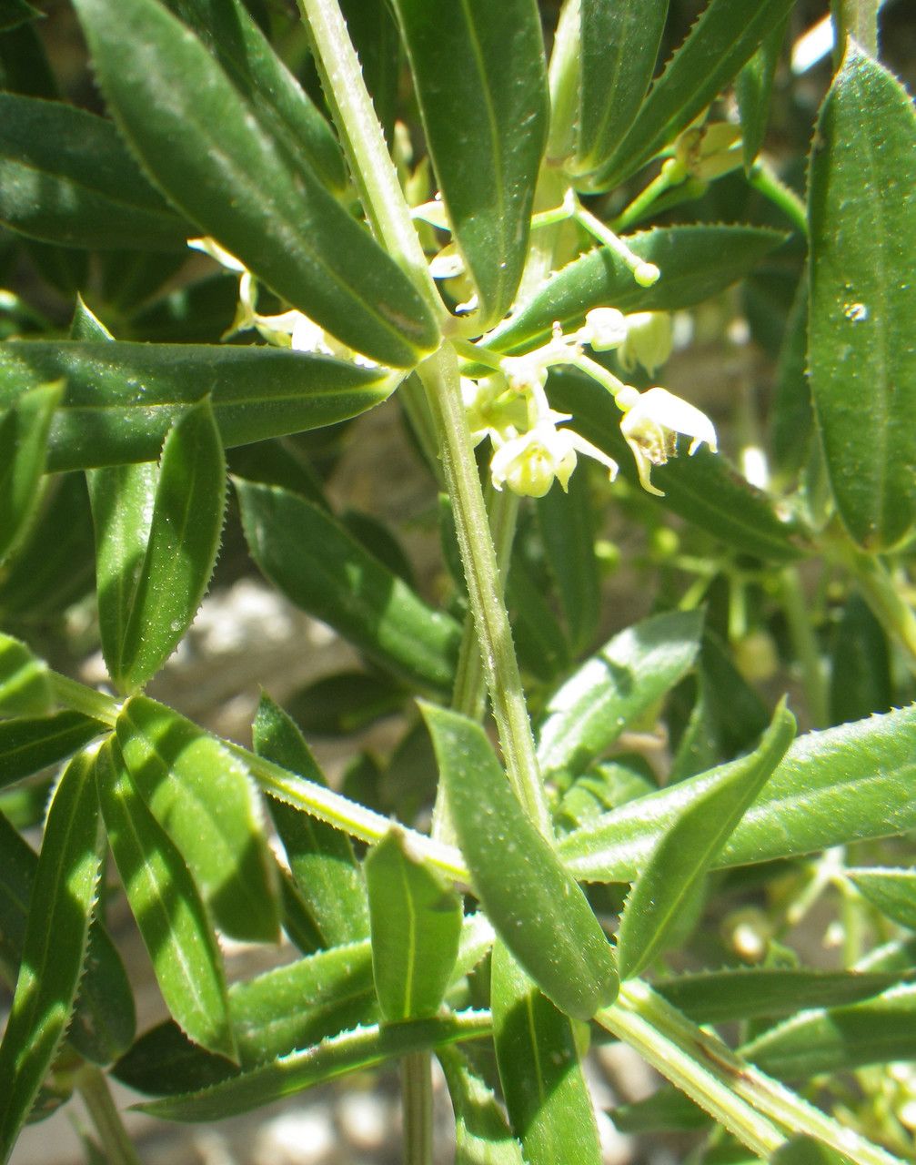 Rubia tenuifolia flower