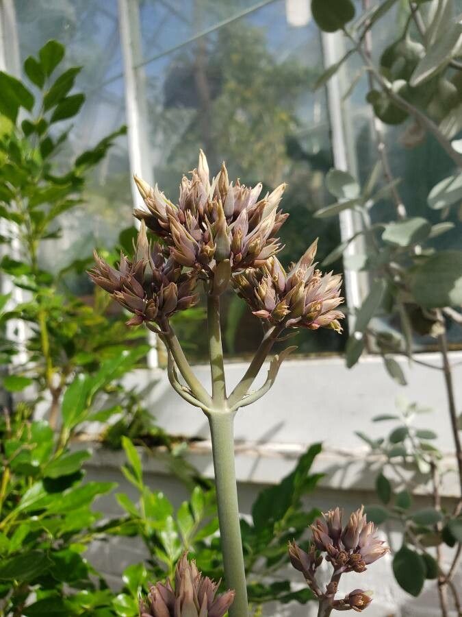 Kalanchoe nyikae flower