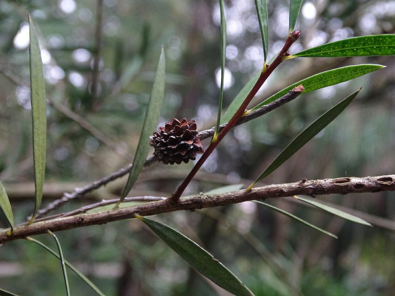 Callistemon rigidus flower