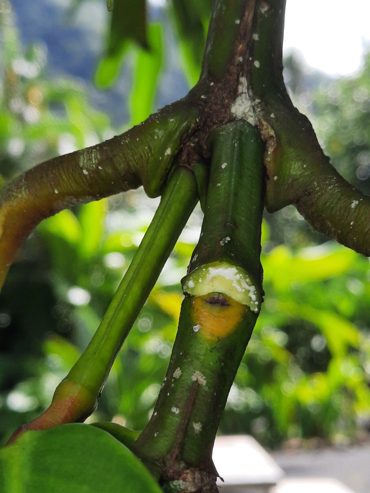 Garcinia xipshuanbannaensis bark