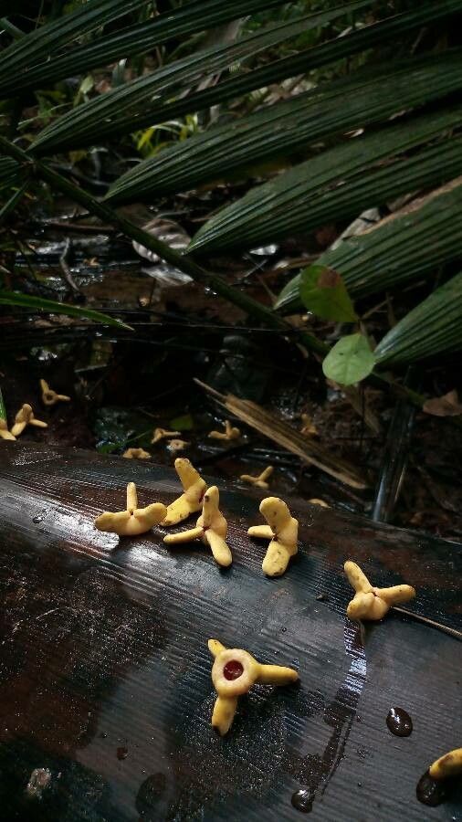 Annona exsucca flower