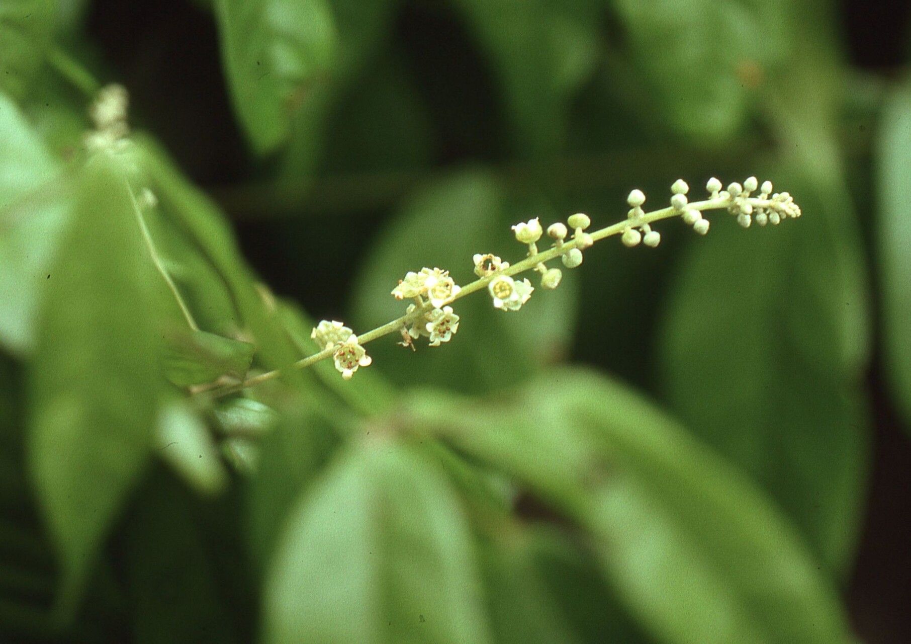 Combretum pecoense — houseplant care guide