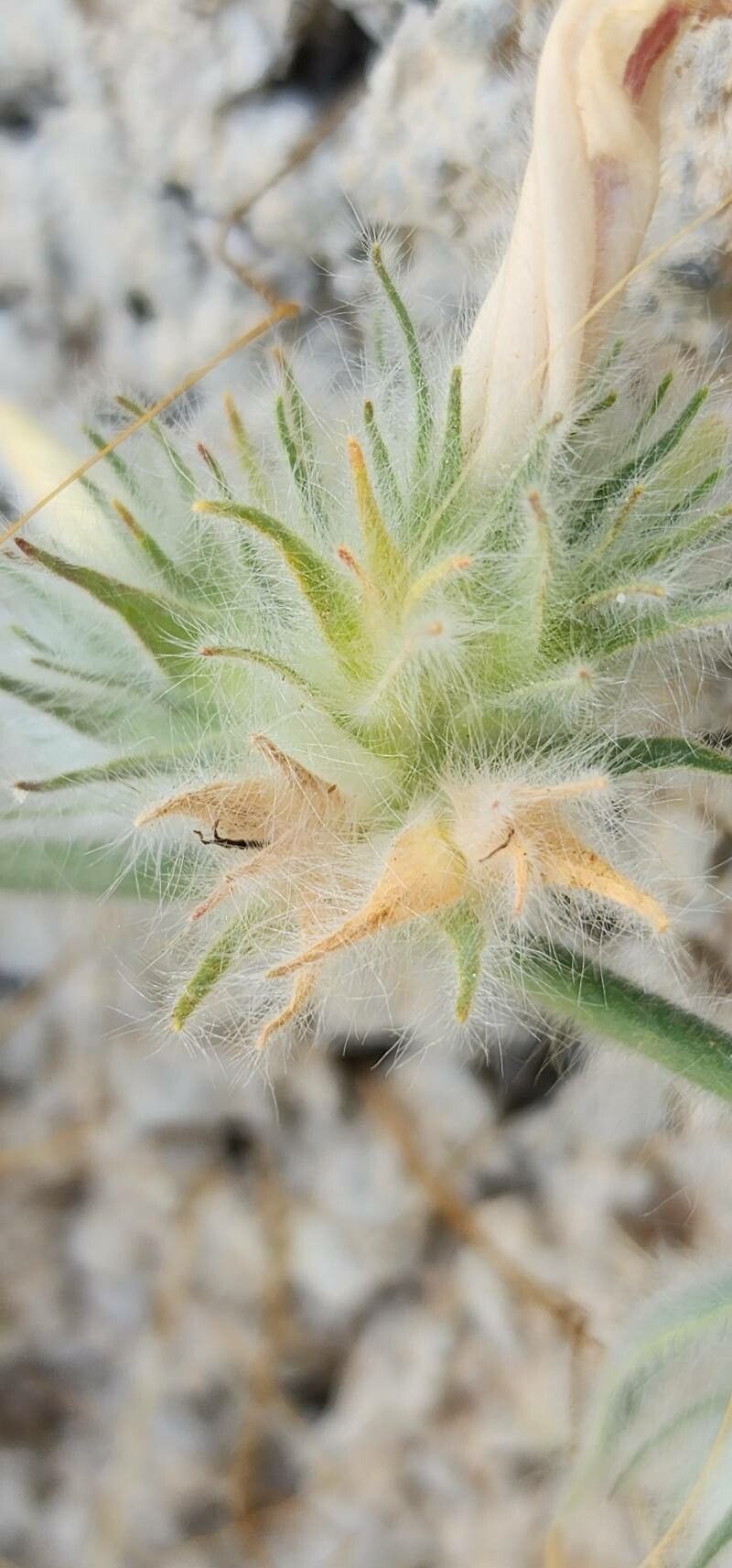Convolvulus cephalopodus fruit