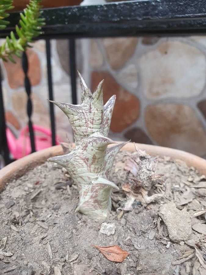 Orbea schweinfurthii bark