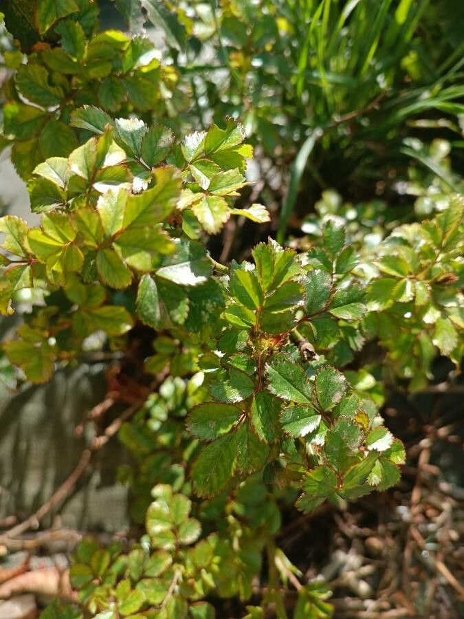 Rosa seraphinii — houseplant care guide