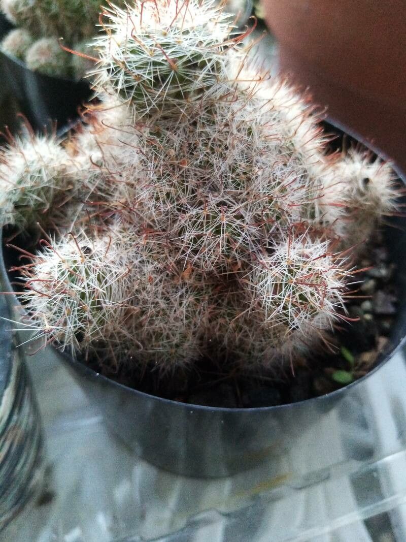 Cochemiea thornberi — houseplant care guide