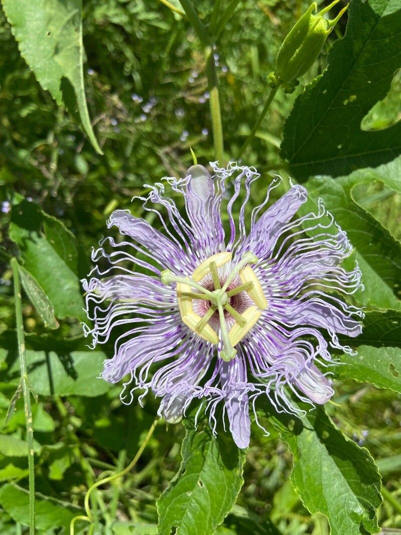 Passiflora incarnata flower